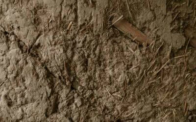 Labels et certifications environnementales : tout savoir pour mieux choisir